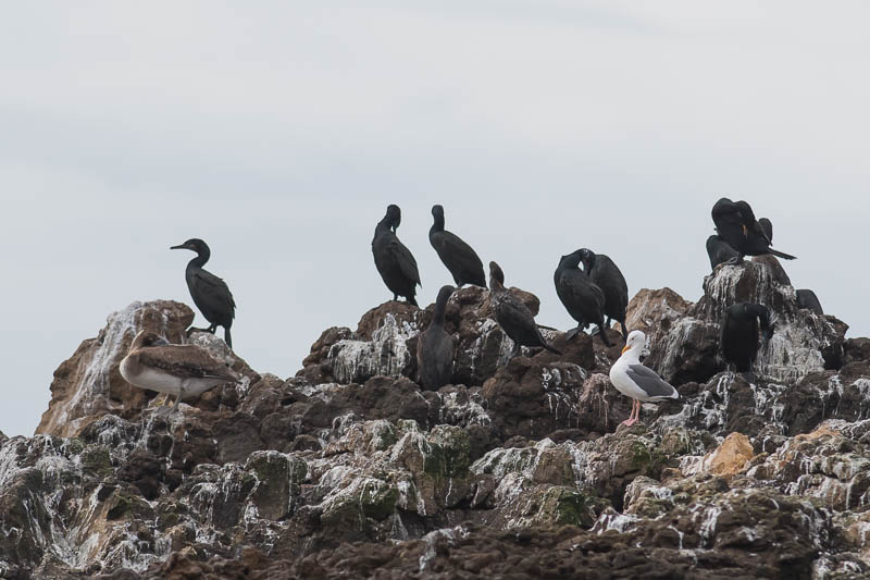 Brandt's cormorant (Urile penicillatus)